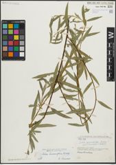 Foto von Salix linearifolia E. L. Wolf